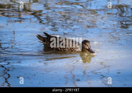 Femelle de la cannelle ou de la cyanoptera se nourrissant de graines de coton sur l'eau du ranch d'eau de Riparian en Arizona. Banque D'Images