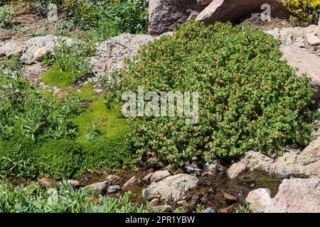 Amas de calains ou d'Anagallis arvensis croissant le long du cours d'eau dans l'oasis du parc des vétérans en Arizona. Banque D'Images