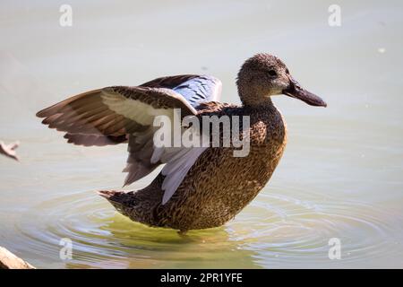 Femelle sarcelle de la cannelle ou Anas cyanoptera qui étire ses ailes et nager dans un étang au bord du Riparian. Banque D'Images