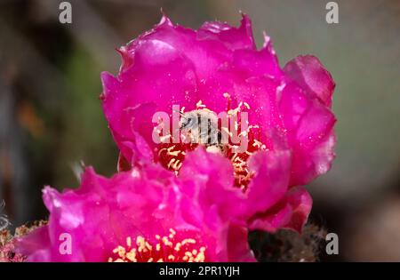 Gros plan d'un cactus de poire pirickly ou d'une fleur d'Opuntia basilaris avec une abeille cactus se nourrissant à la Riparian. Banque D'Images