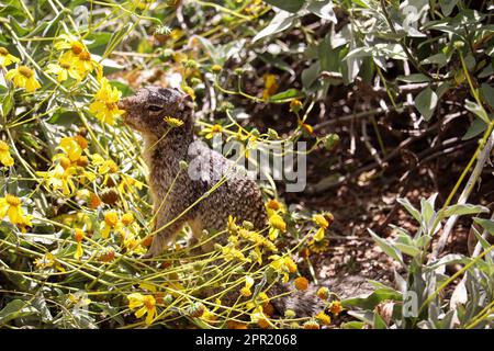 Squirrel ou Spermophilus varirgatus qui sente les fleurs de la brousse au ranch d'eau de Riparian en Arizona. Banque D'Images