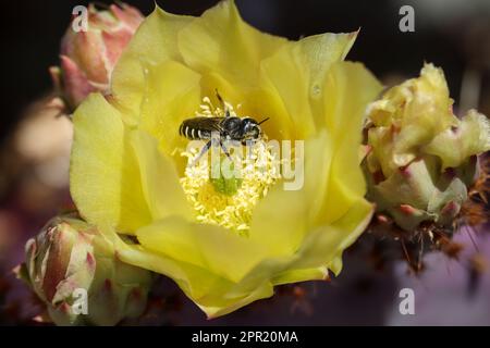 Gros plan d'une poire violette ou d'une fleur d'Opuntia gosseliniana avec une feuille de couteaux ou de Megachile dans le parc oasis de l'ancien combattant. Banque D'Images