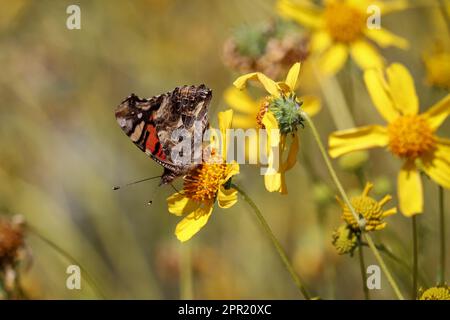 Femme peinte papillon ou Vanessa cardui se nourrissant d'une fleur de brittlebush au ranch de montres Riparian en Arizona. Banque D'Images