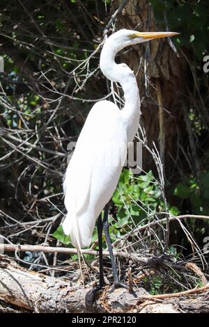 Grande aigrette blanche ou Ardea alba perçant sur un membre d'arbre au ranch d'eau riveraine en Arizona. Banque D'Images