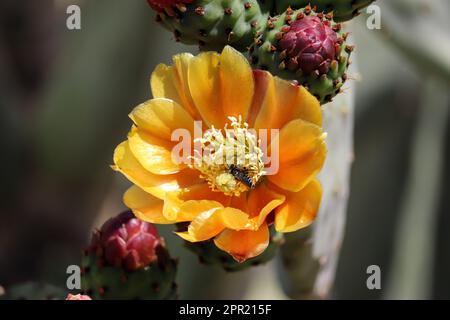 La poire pirickée ou la fleur de l'Opuntia ficus avec une abeille à feuilles au parc oasis de l'ancien combattant en Arizona. Banque D'Images