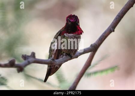 Un colibri d'Anna ou un Calypte anna perçant sur une branche du ranch d'eau riveraine en Arizona. Banque D'Images