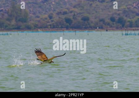 Osprey ou Sea Hawk ou Pandion haliatus chasse le poisson avec ses ailes larges ouvertes. Cet oiseau de proie est appelé aigle de poisson. Vit principalement près des zones humides et Banque D'Images