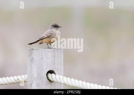 Say's Phoebe Bird à Vancouver BC Canada Banque D'Images