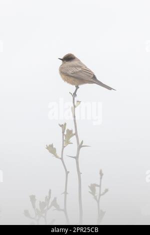 Say's Phoebe Bird à Vancouver BC Canada Banque D'Images