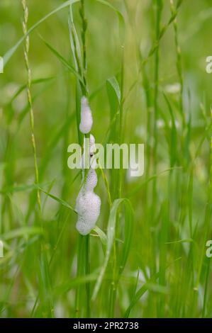 Preuve d'insectes de grenouille de prairie dans un champ d'herbe. Banque D'Images