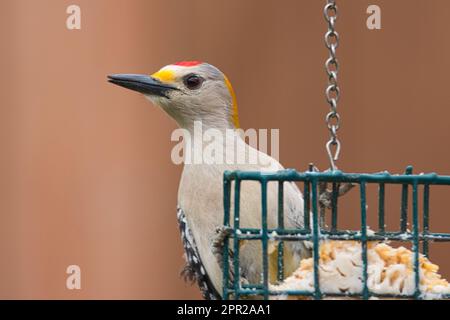 Pic à la façade dorée sur Suet Feeder Banque D'Images