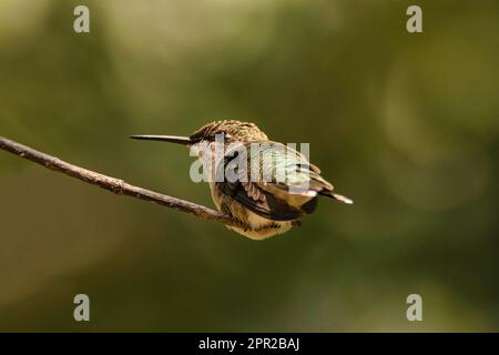 Colibri à gorge rubis femelle sur branche Banque D'Images