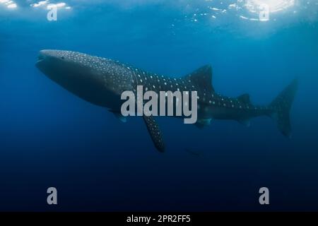 Le requin-baleine est un des plus grands poissons de l'océan. Banque D'Images