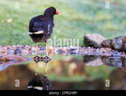 Moorhen [ Gallinula chloropus ] debout sur pierre dans un étang de jardin avec réflexion Banque D'Images