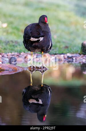 Moorhen [ Gallinula chloropus ] debout sur pierre dans un étang de jardin avec réflexion Banque D'Images