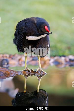 Moorhen [ Gallinula chloropus ] preening sur la pierre dans l'étang de jardin avec réflexion Banque D'Images