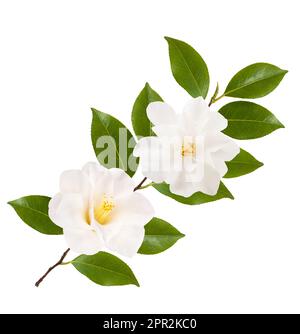 branche de camellia avec fleurs isolées sur blanc Banque D'Images