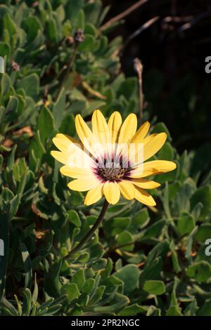 Une petite fleur jaune vif. Banque D'Images