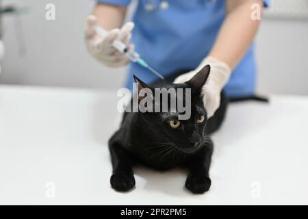 Une femme vétérinaire professionnelle vaccinant un chat noir mignon dans la salle d'examen d'une clinique vétérinaire. Animaux et concept de soins de santé Banque D'Images