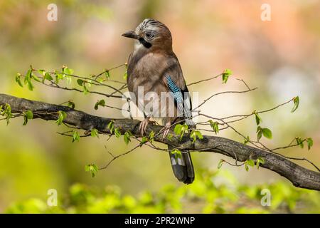 Le geai eurasien, un oiseau curieux, perching sur une branche avec des feuilles vertes fraîches. Arrière-plan coloré. Jour de printemps ensoleillé dans le parc. Banque D'Images