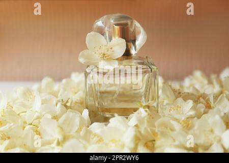 Bouteille de parfum jasmin sur fleurs blanches, gros plan Banque D'Images