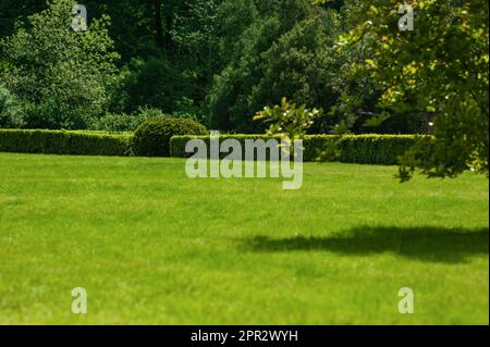 Belle pelouse verte avec de l'herbe fraîchement moulinée et des arbres dans le parc le jour ensoleillé Banque D'Images