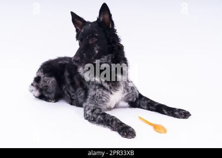 Femme nourrissant un chien mudi dans un studio ou à la maison, en gros plan Banque D'Images