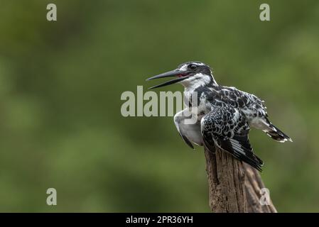 Pied Kingfisher, Walter Sisulu National Botanical Garden, Roodepoort, Afrique du Sud, 27 décembre 2022 Banque D'Images