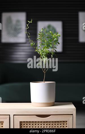 Plante de grenade en pot avec feuilles vertes sur la table dans la salle Banque D'Images