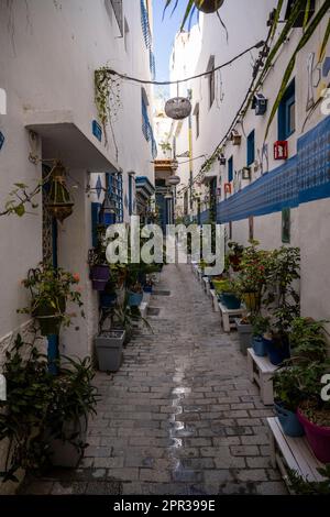 Rues étroites peintes en blanc et bleu, bordées de pots de fleurs, dans la médina de Tanger. Banque D'Images