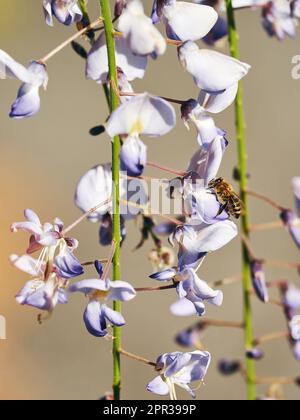 Une abeille sur une wisteria. Banque D'Images