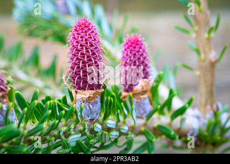 Image détaillée de jeunes cônes violets d'un sapin coréen (Abies koreana) Banque D'Images