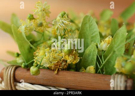 Magnifiques fleurs de tilleul et feuilles vertes dans un panier, gros plan Banque D'Images