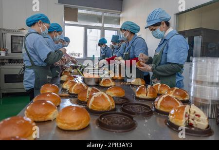 (230426) -- TACHENG, 26 avril 2023 (Xinhua) -- les employés font du pain au fromage Tacheng à l'atelier de la compagnie alimentaire Jiangqu à Tacheng, dans la région autonome de Xinjiang, au 1 avril 2023, dans le nord-ouest de la Chine. Située à la frontière de la Chine et du Kazakhstan, la petite ville de Tacheng abrite 25 groupes ethniques. Wang Huipeng et sa femme ont ouvert une boulangerie ici en 2016. Aujourd'hui, la boulangerie s'est développée en une petite usine alimentaire nommée Jiangqu, avec des employés provenant de 9 groupes ethniques différents. Beaucoup de leurs produits sont des favoris locaux, parmi lesquels leur pain au fromage de marque Tacheng est en train de dessiner Banque D'Images