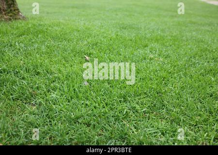 Belle pelouse verte fraîchement coupée dans le parc Banque D'Images