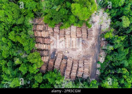 Vue aérienne d'une cour de stockage de grumes depuis l'exploitation forestière autorisée dans une zone de la forêt tropicale amazonienne brésilienne. Banque D'Images