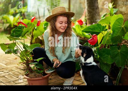 Jeune femme heureuse jardinière portant un chapeau de paille prenant soin des plantes en pot avec son chien. Jeune femme caucasienne et son animal souriant dans la plantation de jardin Banque D'Images