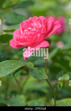 Rosa Sophy's Rose, Rose Auslot, arbuste rose avec rose profond à rouge, rosace-forme fleurs Banque D'Images