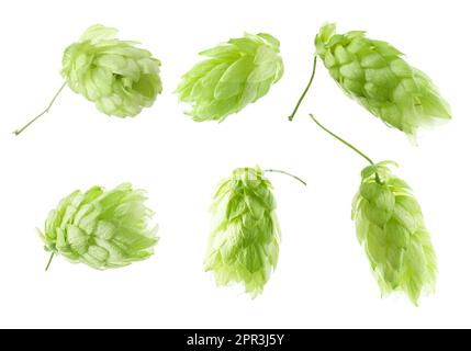 Avec houblon vert frais sur fond blanc Banque D'Images