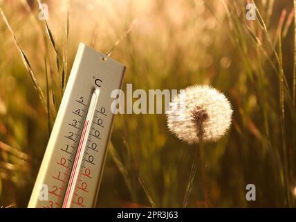 Weather thermometer and dandelion blowball in spring meadow, space for text Banque D'Images