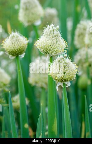 Allium fistulosum, oignon gallois, oignon de groupage, fleurs blanches crémeuses, milieu de l'été Banque D'Images