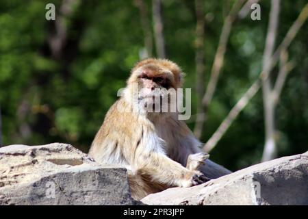 Macaque japonais Banque D'Images