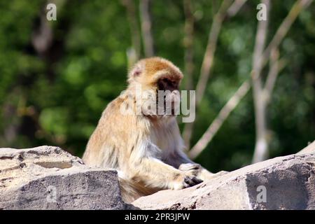 Macaque japonais Banque D'Images