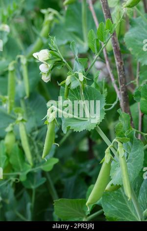 Pisum sativum Delikett, pois Delikett, pois Sugarsnap poussant sur la vigne avec de la fleur Banque D'Images