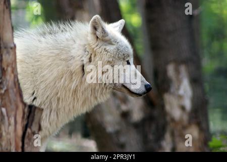 Loup arctique canadien / loup blanc / loup polaire (Canis lupus arctos) Banque D'Images