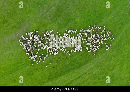 Vue aérienne par drone d'un troupeau de moutons paissant en vert pré Banque D'Images