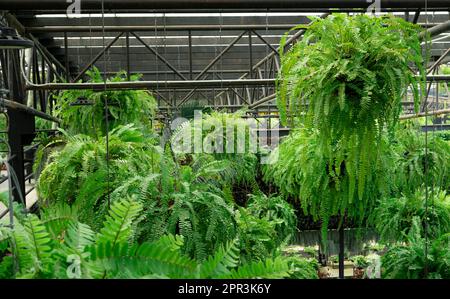 Fougères aux feuilles vertes dans des paniers suspendus. Charmant jardin suspendu intérieur. Plantes de fougères de Boston dans la décoration de pot suspendu dans le jardin. Design élégant Banque D'Images