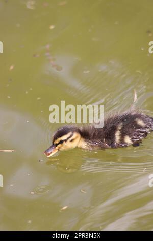 Petit Canard colvert (anus platyrhynchos) Banque D'Images