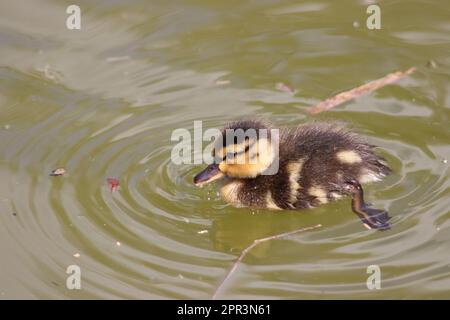 Petit Canard colvert (anus platyrhynchos) Banque D'Images