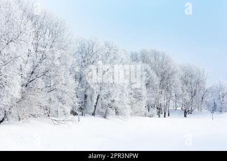 Sapin d'hiver scène de noël avec lumière du soleil. Branches de sapin couvertes de neige, fond d'hiver. Banque D'Images